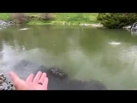 Bringing an Old Natural Swimming Pond Back: What a Deep Clean and Restoration Involves