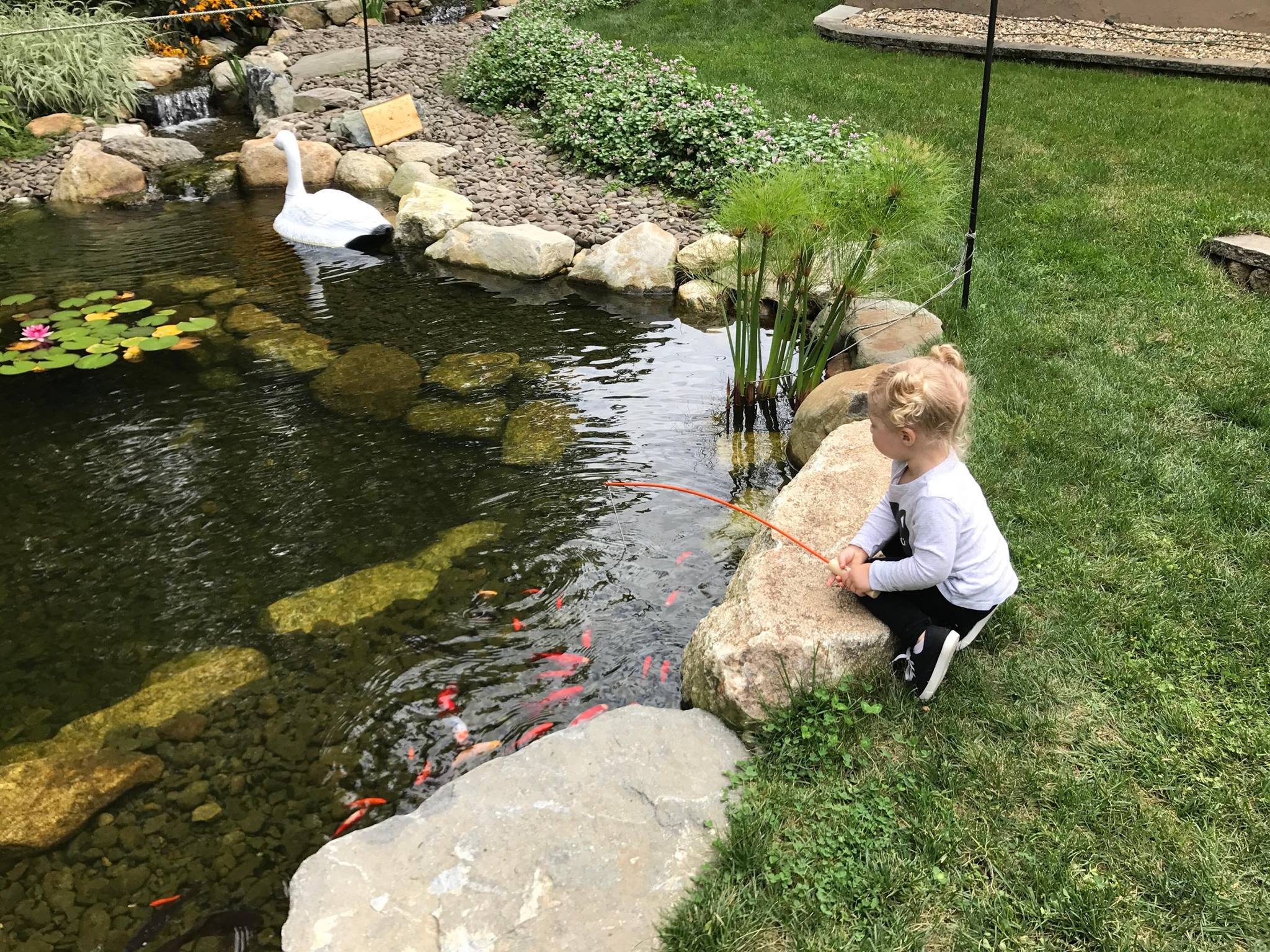Creating a Wildlife Haven: How to Attract Local Species with Your Pond