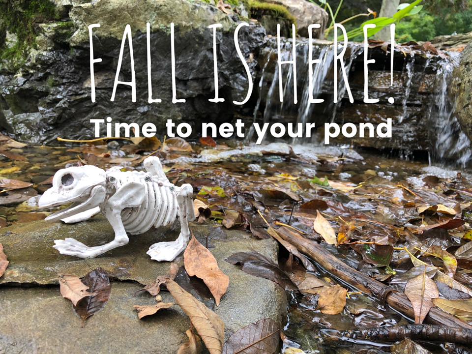 Protect Your Pond: The Essential Guide to Pond Netting