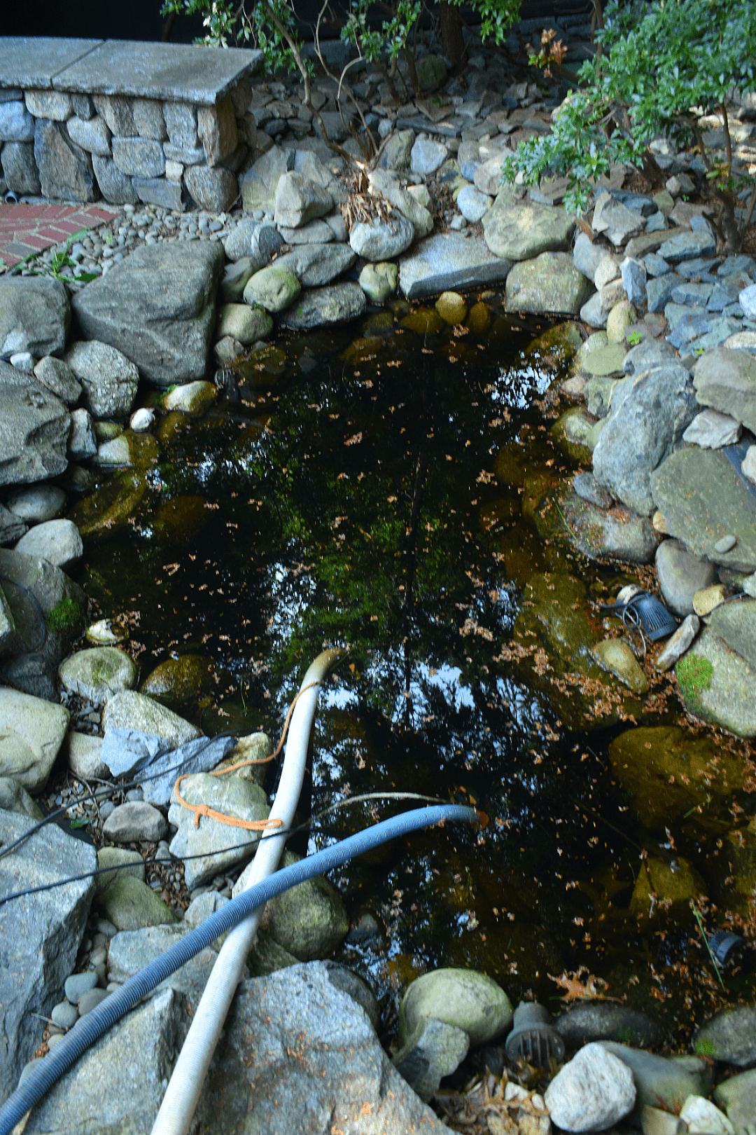 A Backyard Retreat That Feels Like "You" (and a Little Like Disney), photo 8