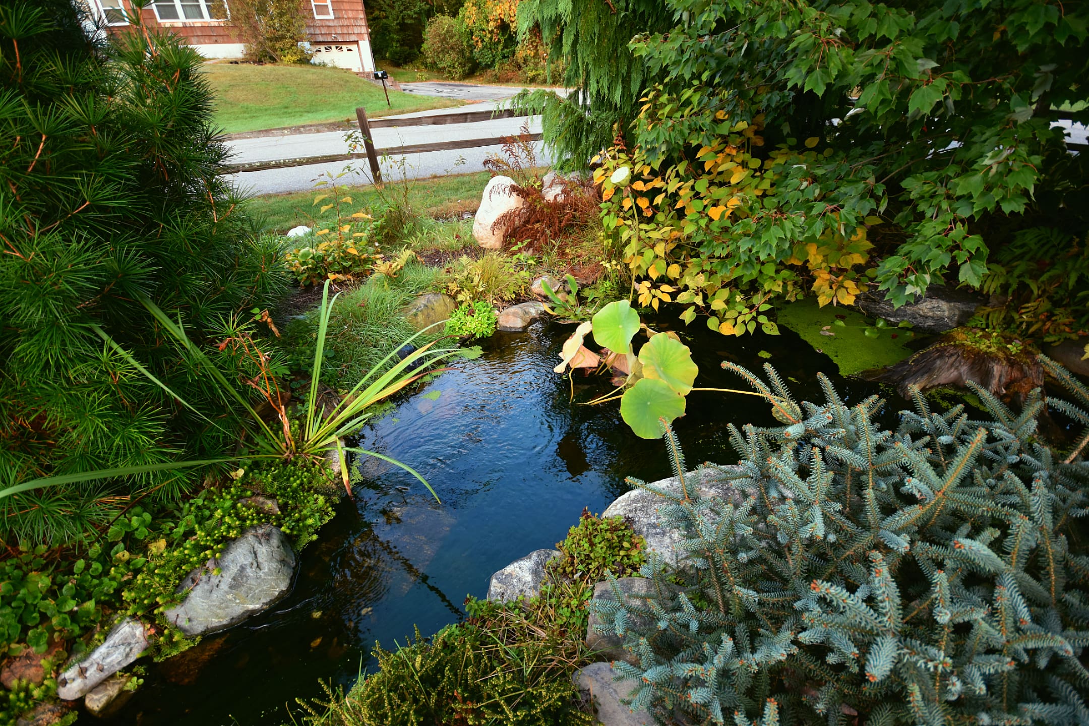Pond Renovation Ideas: Revitalize Your Water Feature