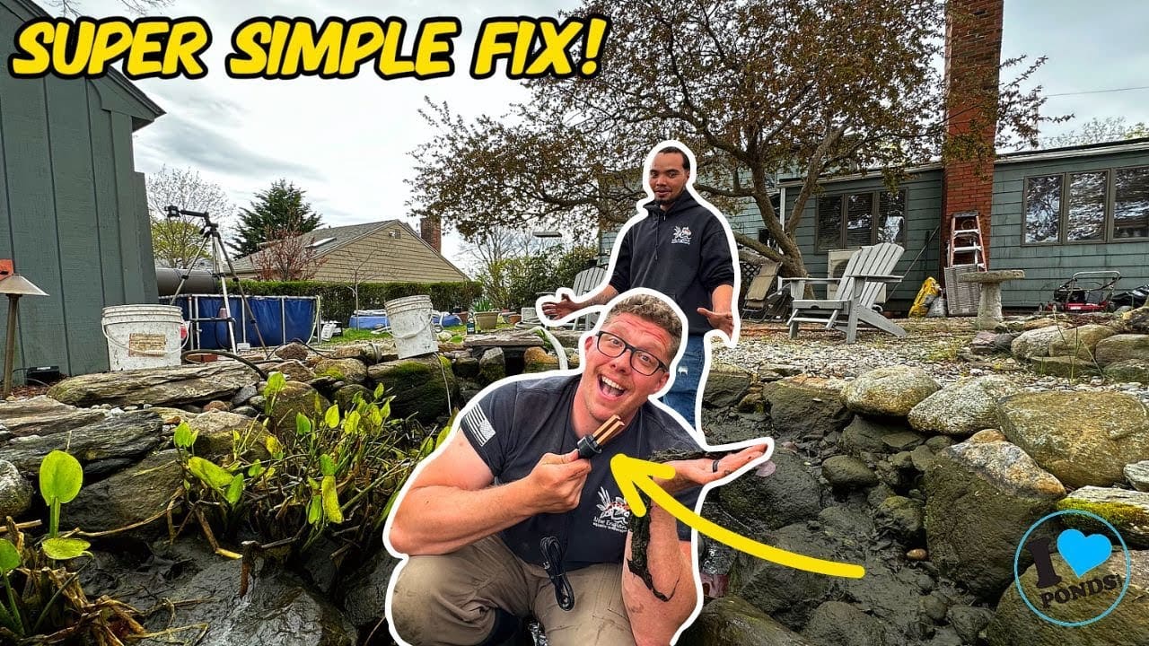 How to Prevent String Algae in Your Pond