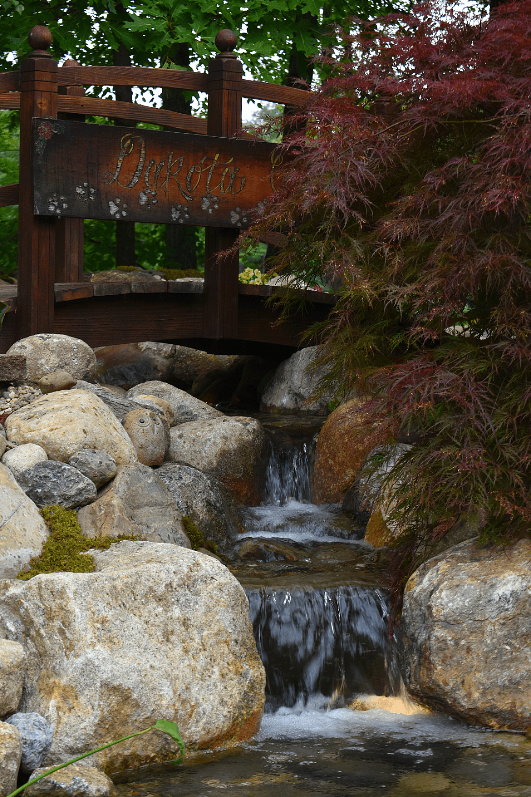 When Your Koi Outgrow Their Home, photo 2