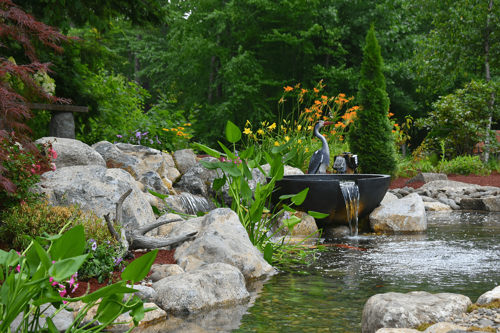 When Your Koi Outgrow Their Home, photo 3