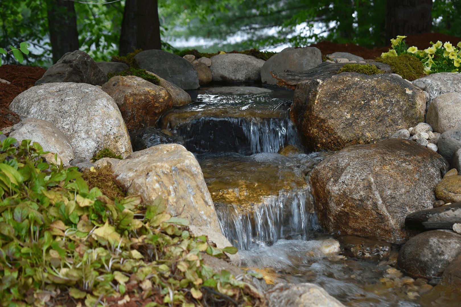 When Your Koi Outgrow Their Home, photo 4