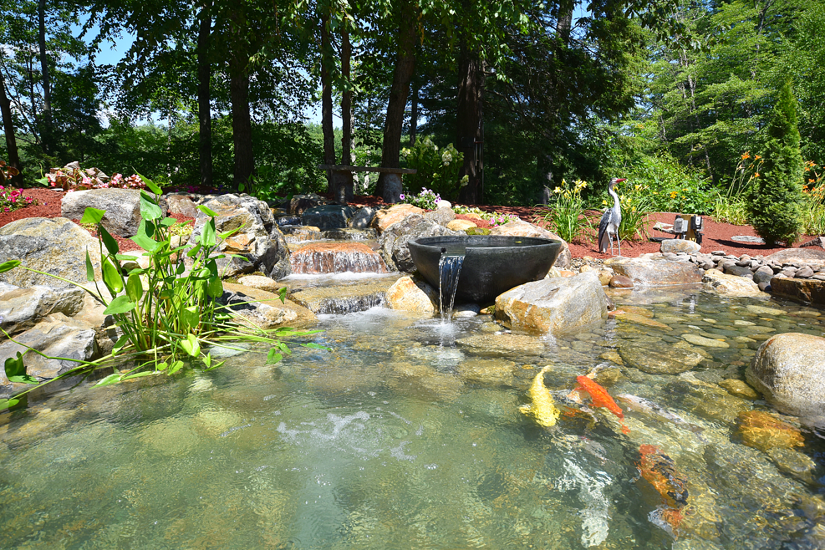 When Your Koi Outgrow Their Home, photo 1