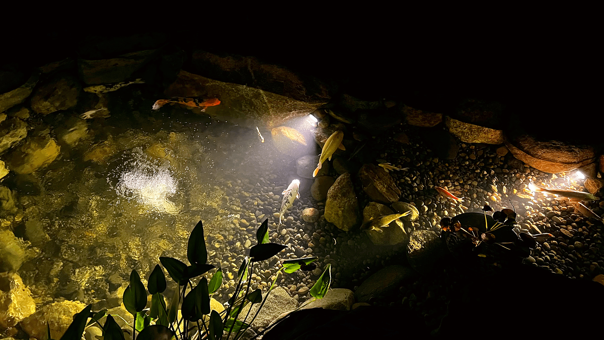 When Your Koi Outgrow Their Home, photo 7