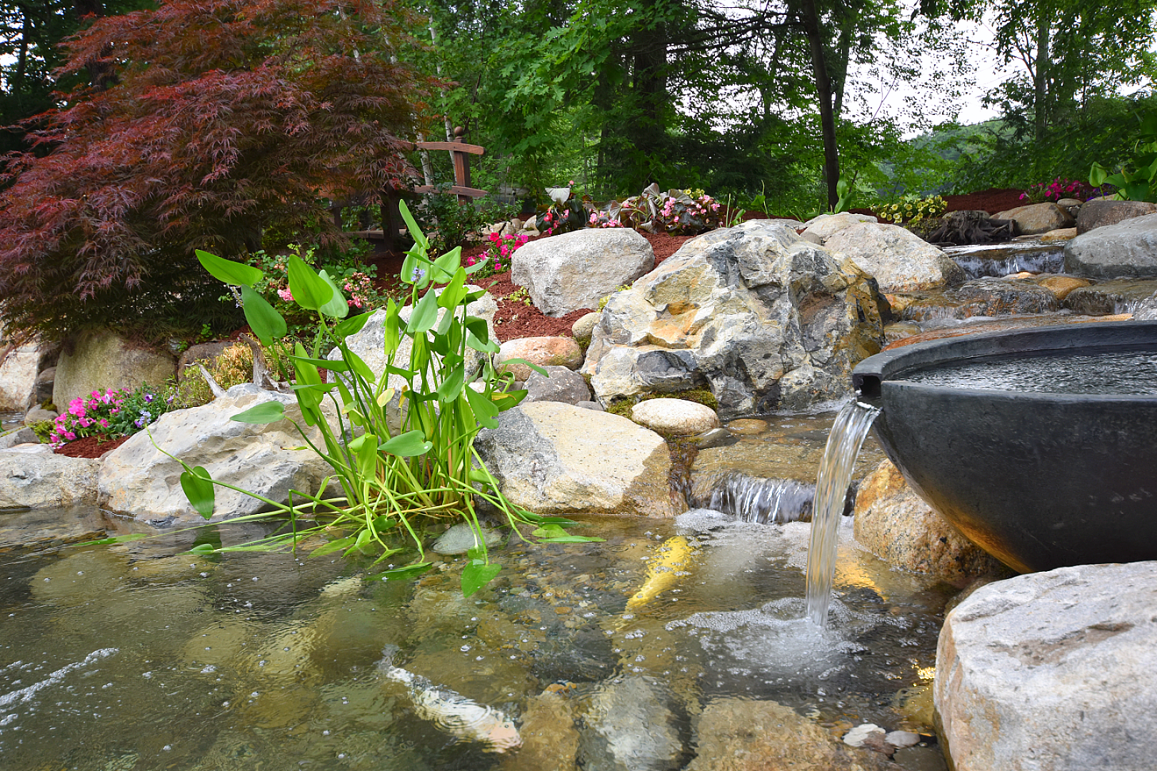When Your Koi Outgrow Their Home, photo 18