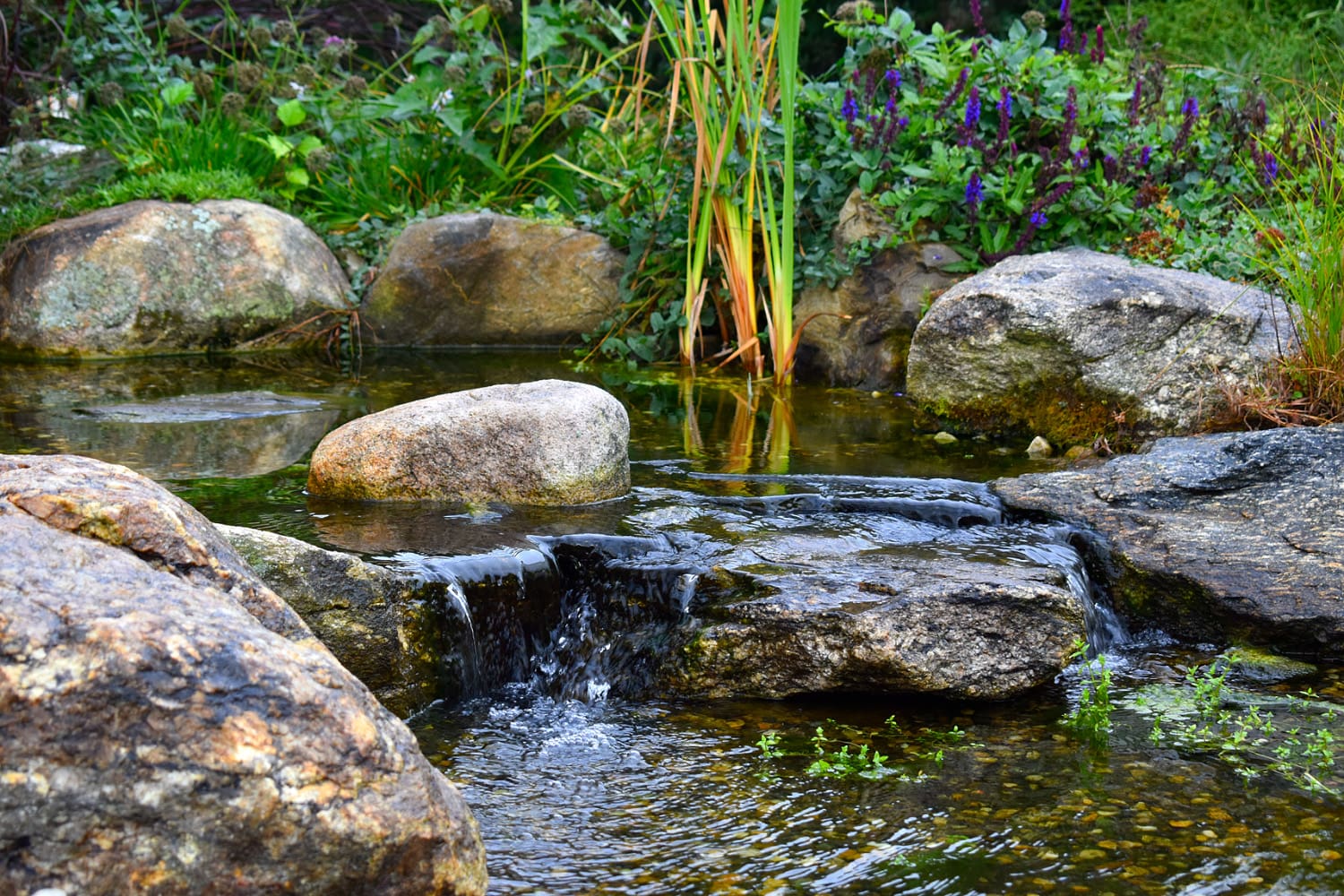 Koi Pond vs. Pondless Waterfall: Which Water Feature Is Right for Your Massachusetts Home?