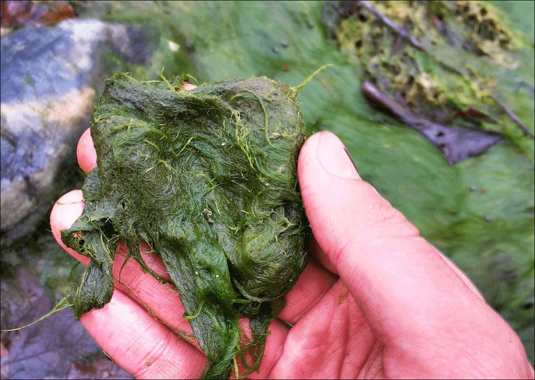 Trimming aquatic plants along the pond edge during a service visit