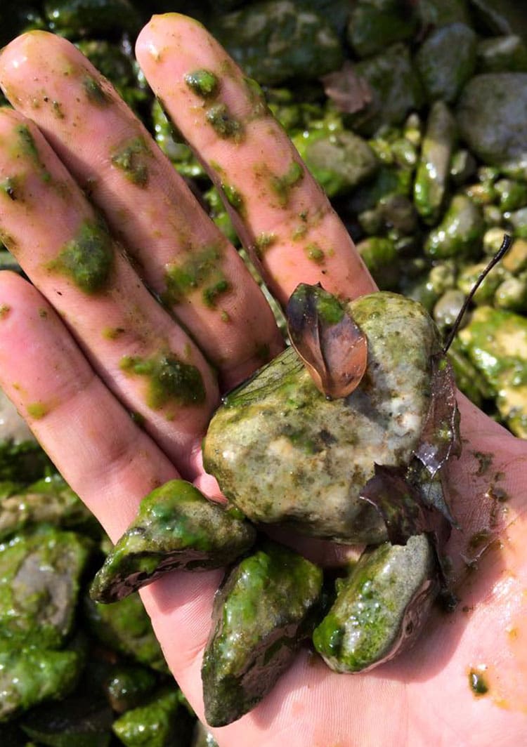 Skimmer basket cleared of leaf debris during routine pond service