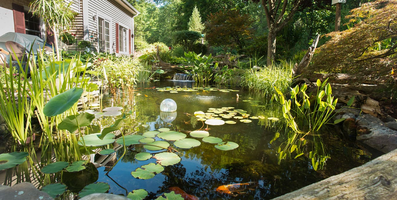 Are You Prepared To Dive Into The World Of Koi Pond Ownership?