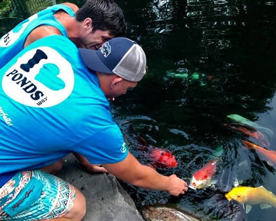 How to Keep Your Koi Safe During a Heat Wave