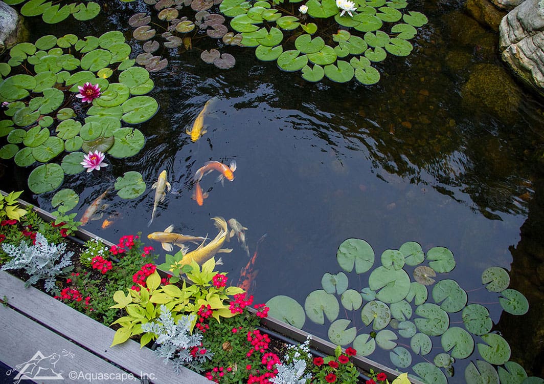 5 Types of Pond Liners Explained: Which One is Right for You?