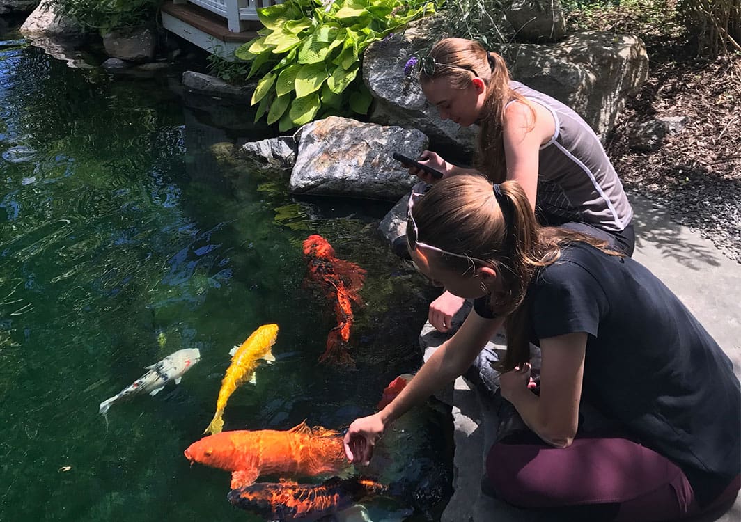 New pond filling while the waterfall runs for the first time