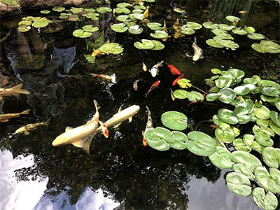 GIFT IDEAS FOR THE POND LOVER