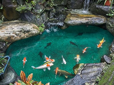 Koi Ponds – All You Need To Know