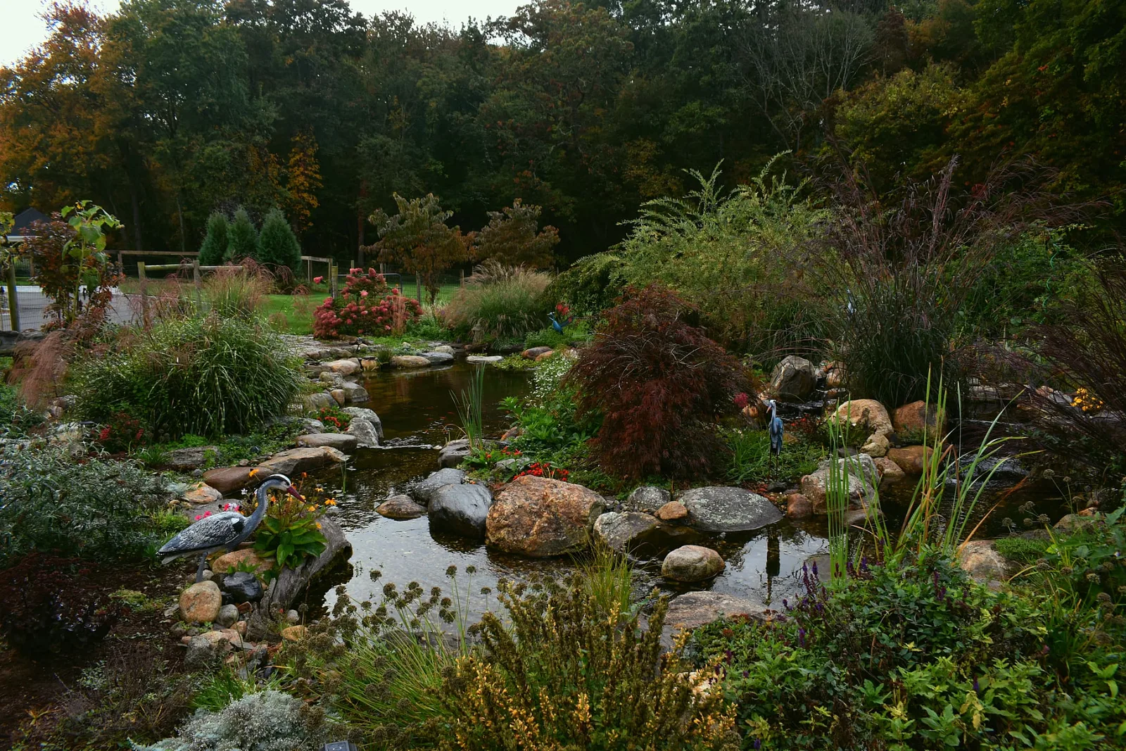 Backyard Haven pond in autumn, seen across the yard with ornamental grasses and a Japanese maple