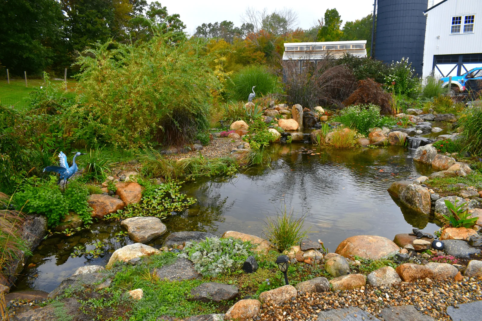 Backyard Haven pond with gravel and cobble edge, grasses, and a barn behind