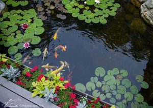 Ponds, pondless water features, fountainscapes, and high-end aquatic landscaping for Massachusetts and beyond