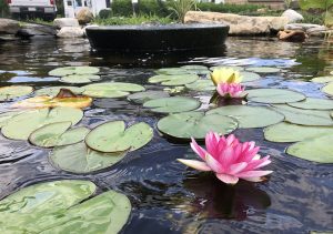 Ponds, pondless water features, fountainscapes, and high-end aquatic landscaping for Massachusetts and beyond