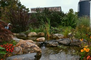 Garden pond with rocks and flowers