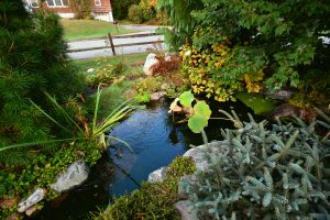 Serene garden pond with lush greenery and plants.